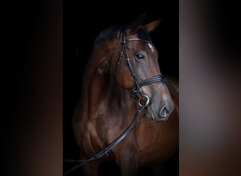 KWPN, Stute, 20 Jahre, 167 cm, Brauner