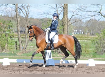 KWPN, Stute, 20 Jahre, 170 cm, Brauner