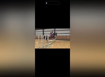 KWPN, Stute, 20 Jahre, 170 cm, Dunkelbrauner