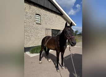 KWPN, Stute, 20 Jahre, 170 cm, Dunkelbrauner