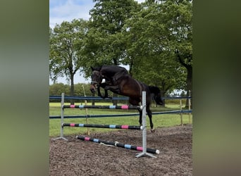 KWPN, Stute, 20 Jahre, 170 cm, Dunkelbrauner