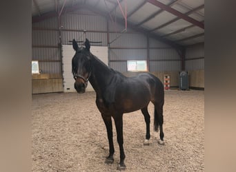 KWPN, Stute, 20 Jahre, 170 cm, Dunkelbrauner