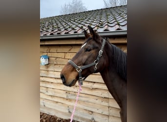 KWPN, Stute, 20 Jahre, 175 cm, Brauner