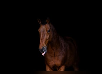 KWPN, Stute, 21 Jahre, 165 cm, Brauner