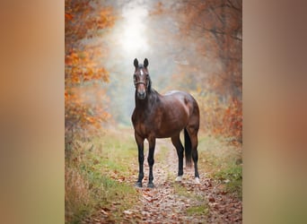 KWPN, Stute, 21 Jahre, 172 cm, Brauner