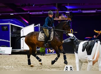 KWPN, Stute, 21 Jahre, 172 cm, Brauner