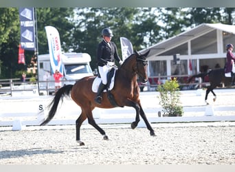 KWPN, Stute, 21 Jahre, 172 cm, Brauner