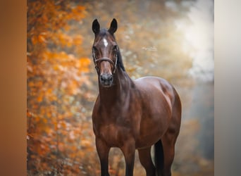 KWPN, Stute, 21 Jahre, 172 cm, Brauner