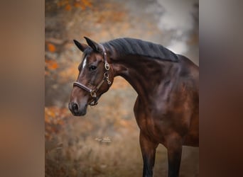 KWPN, Stute, 21 Jahre, 172 cm, Brauner