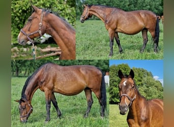 KWPN, Stute, 21 Jahre, 173 cm, Brauner