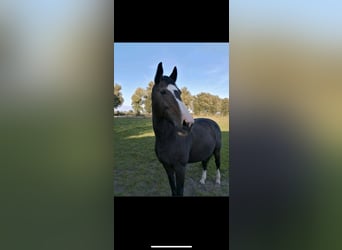 KWPN, Stute, 21 Jahre, 175 cm, Schwarzbrauner