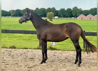KWPN, Stute, 2 Jahre, 151 cm, Schwarzbrauner