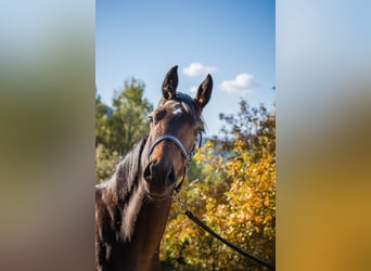 KWPN, Stute, 2 Jahre, 152 cm, Brauner