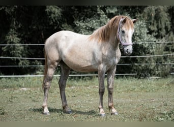 KWPN, Stute, 2 Jahre, 152 cm, Schimmel