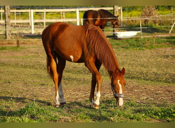 KWPN, Stute, 2 Jahre, 155 cm, Fuchs