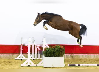 KWPN, Stute, 2 Jahre, 155 cm