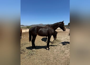 KWPN, Stute, 2 Jahre, 160 cm, Dunkelbrauner