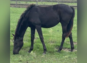 KWPN, Stute, 2 Jahre, 160 cm, Dunkelbrauner