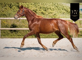 KWPN, Stute, 2 Jahre, 160 cm, Dunkelfuchs