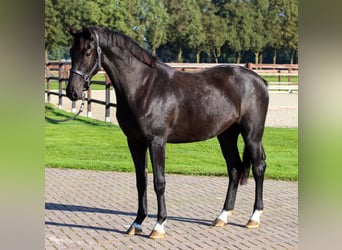 KWPN, Stute, 2 Jahre, 160 cm, Rappe