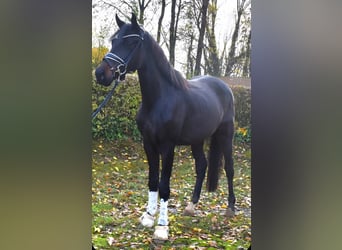 KWPN, Stute, 2 Jahre, 162 cm, Brauner