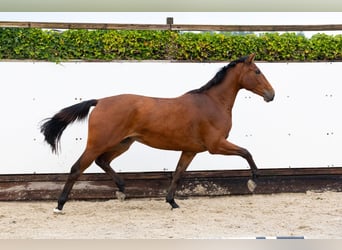 KWPN, Stute, 2 Jahre, 162 cm, Brauner KWPN, Stute, 2 Jahre, 162 cm, Brauner