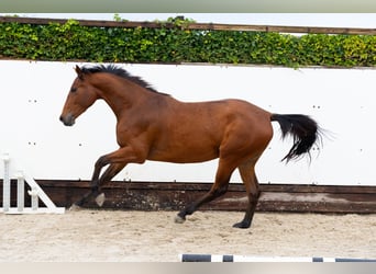 KWPN, Stute, 2 Jahre, 162 cm, Brauner KWPN, Stute, 2 Jahre, 162 cm, Brauner