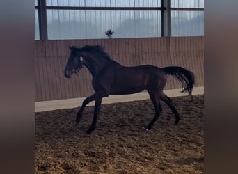 KWPN, Stute, 2 Jahre, 162 cm, Dunkelbrauner