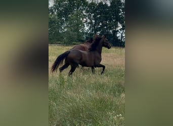 KWPN, Stute, 2 Jahre, 162 cm, Dunkelbrauner
