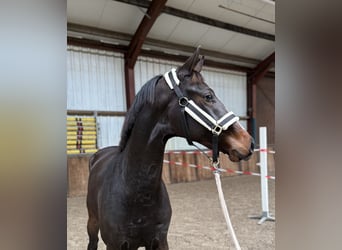 KWPN, Stute, 2 Jahre, 163 cm, Dunkelbrauner KWPN, Stute, 2 Jahre, 163 cm, Dunkelbrauner