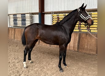 KWPN, Stute, 2 Jahre, 163 cm, Dunkelbrauner KWPN, Stute, 2 Jahre, 163 cm, Dunkelbrauner