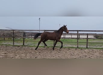 KWPN, Stute, 2 Jahre, 164 cm, Brauner