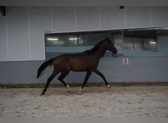 KWPN, Stute, 2 Jahre, 164 cm, Schwarzbrauner