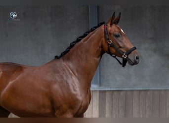 KWPN, Stute, 2 Jahre, 165 cm, Brauner