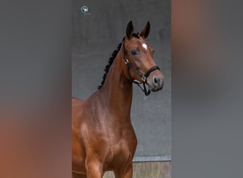 KWPN, Stute, 2 Jahre, 165 cm, Brauner