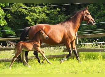 KWPN, Stute, 2 Jahre, 165 cm, Brauner