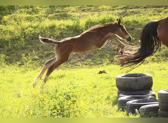 KWPN, Stute, 2 Jahre, 165 cm, Brauner