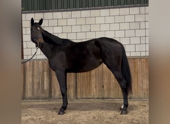 KWPN, Stute, 2 Jahre, 165 cm, Schwarzbrauner