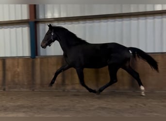 KWPN, Stute, 2 Jahre, 165 cm, Schwarzbrauner