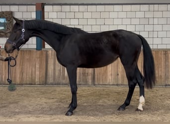 KWPN, Stute, 2 Jahre, 165 cm, Schwarzbrauner