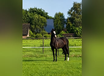 KWPN, Stute, 2 Jahre, 166 cm, Dunkelbrauner