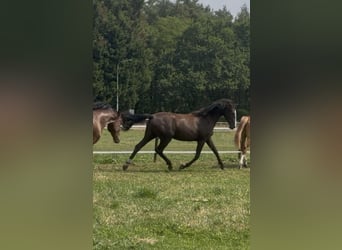 KWPN, Stute, 2 Jahre, 166 cm, Dunkelbrauner