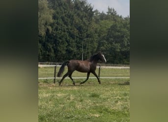 KWPN, Stute, 2 Jahre, 166 cm, Dunkelbrauner