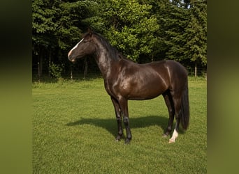 KWPN, Stute, 2 Jahre, 166 cm, Dunkelbrauner