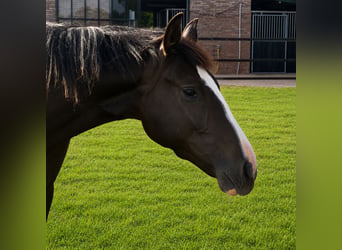 KWPN, Stute, 2 Jahre, 166 cm, Dunkelbrauner