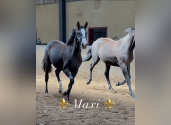 KWPN, Stute, 2 Jahre, 166 cm, Dunkelbrauner