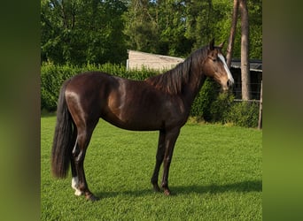KWPN, Stute, 2 Jahre, 166 cm, Dunkelbrauner