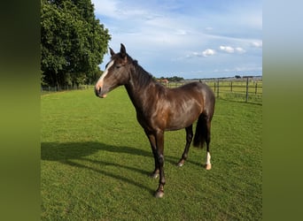 KWPN, Stute, 2 Jahre, 166 cm, Dunkelbrauner