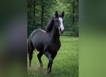 KWPN, Stute, 2 Jahre, 166 cm, Dunkelbrauner