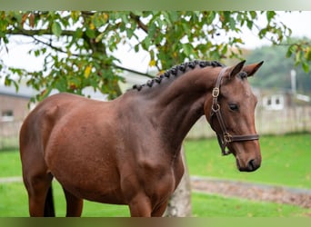 KWPN, Stute, 2 Jahre, 167 cm, Brauner